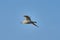 Bird - a young steppe seygul Larus chachinnans in flight against a blue sky.