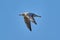 Bird - a young steppe seygul Larus chachinnans in flight against a blue sky.