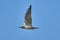 Bird - a young steppe seygul Larus chachinnans in flight against a blue sky.