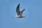 Bird - a young steppe seygul Larus chachinnans in flight against a blue sky.