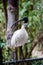 Bird in a zoo looklike in wildlife