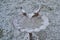 Birdbath covered in a thin layer of snow