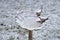 Birdbath frozen over and covered in a layer of snow