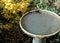 Birdbath in rain