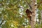 Birdbox on birch