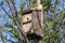 Birdbox or birdhouse attached to a woodland tree