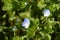 Birdeye speedwell