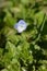 Birdeye speedwell