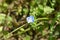 Birdeye speedwell