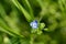 Birdeye speedwell