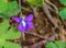Birdfoot Violet on the Forest Floor