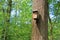 Birdhouse in the autumn forest