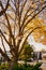 birdhouse on an autumn tree. the beauty of nature and the care of birds.