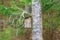 Birdhouse on a birch tree