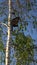 Birdhouse on birches among the branches