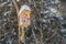 A birdhouse for birds from yellow boards with pictures and with white snow on the roof is on a brown tree in a park in