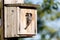 Birdhouse and Black-capped Chickadee