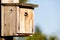 Birdhouse and Black-capped Chickadee