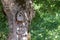 Birdhouse box on a tree