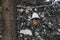 Birdhouse covered in snow