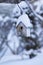 Birdhouse covered with snow in winter