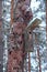 Birdhouse on crumpled pine tree in winter forest. Nestling box in wood