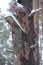 Birdhouse on crumpled pine tree in winter forest. Nestling box in wood