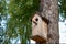 A birdhouse for forest birds on a conifer