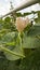 Birdhouse gourd vine with flower blossom and fruit on the fence