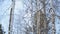 Birdhouse hanging on a tree in winter forest of deciduous and coniferous woods.