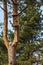 Birdhouse made of boards nailed to the pine tree. Preparing for