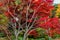 Birdhouse in maple tree in autumn colors