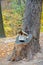 Birdhouse mounted on a large tree stump