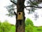 Birdhouse on a old pine. Knock, knock its anybody at home