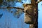 Birdhouse on a pine tree