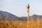 Birdhouse in a post, in the wetlands natural park La Marjal in Pego and Oliva