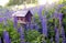 A birdhouse surrounded by Lupine.