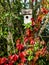 Birdhouse on the tree, foliage of climbing plant