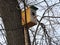 Birdhouse on a tree in forest Park , hand wood shelter for birds to spend the winter