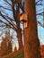 Birdhouse on tree in front of tree during sunset fall