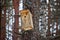 Birdhouse on the tree waiting for the starlings, on the eve of spring in the forest