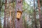 Birdhouse on the tree waiting for the starlings, in the spring in the forest