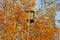 Birdhouse on a tree with yellow foliage