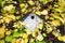 Birdhouse on a wooden fence surrounded by yellow leaves, Concept of approach of spring, summer, birds arrival, spring