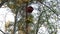 Birdhouses hanging on spruce trees