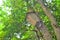 a birdhouses hanging from a tree, wildlife, houses for birds