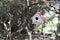 birdhouses in the shape of small cabins hanging from some trees in a garden of a house