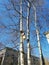 Birdhouses on trees in the yard