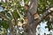 Birdhouses were placed on trees for the birds.