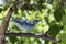 Birdie greyish blue tanage